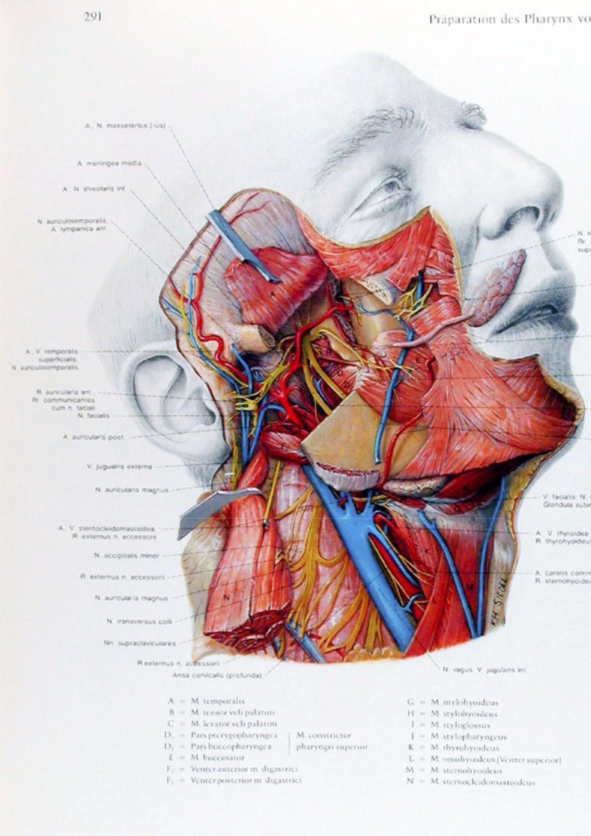 The Pernkopf Atlas of anatomy is considered one of the most