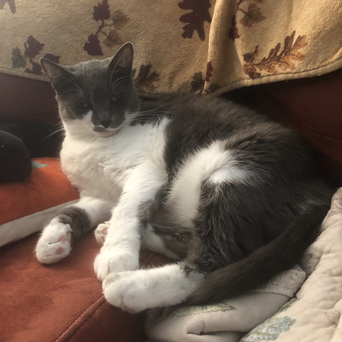 beegapugs's tweet photo. Judging your life choices. #Caturday #evilZim https://t.co/8XYK1AqMC3