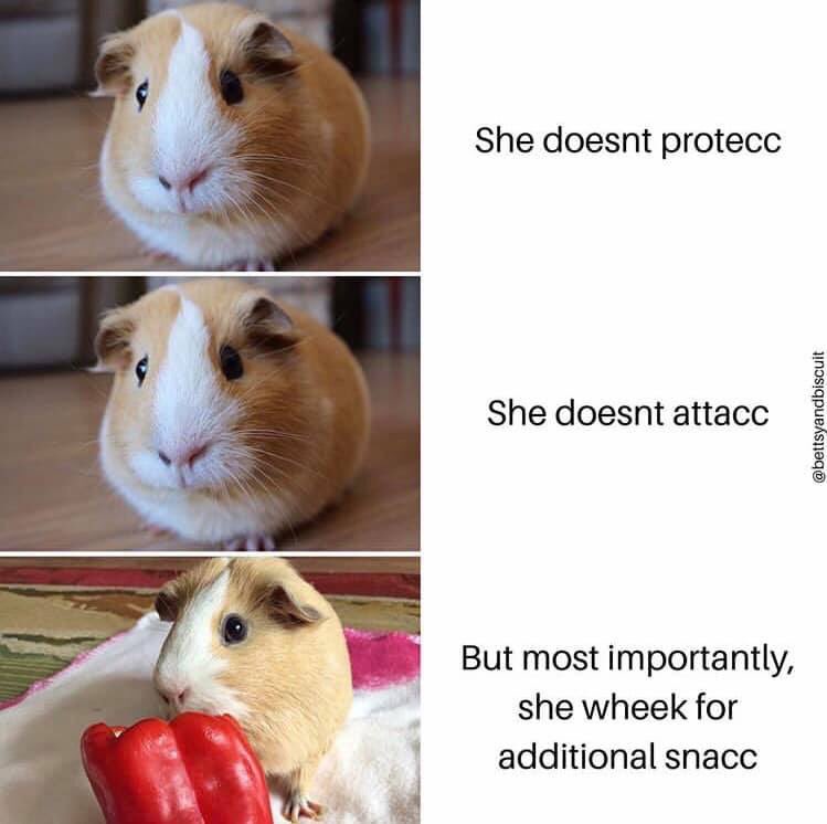 My9guineapigs's tweet photo. https://t.co/jPOYgjeCt7