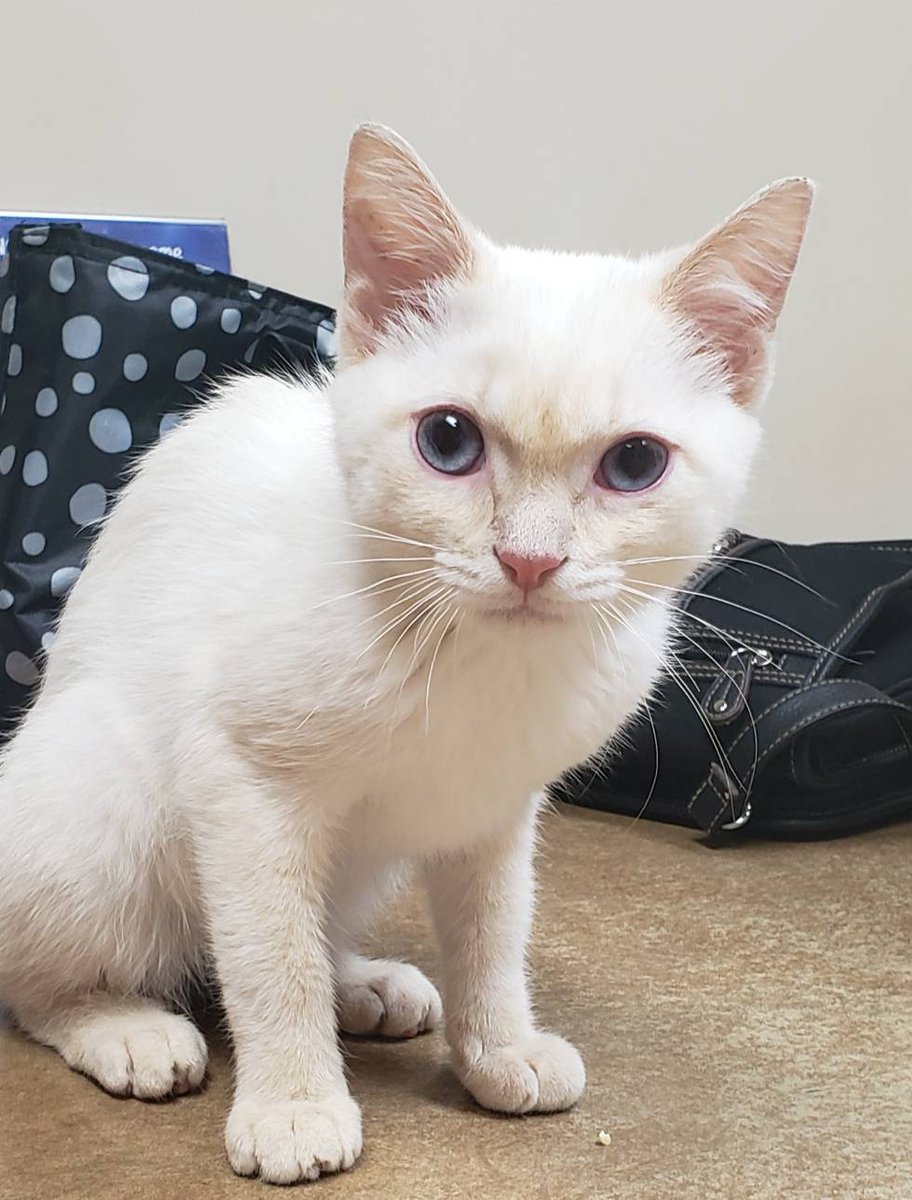 AMSHVets's tweet image. Jezzy did so good for her booster appointment.💕

#amshvets #brokenarrowoklahoma #tulsaoklahoma #beautiful #kitten #socute #cute #catsofinstagram