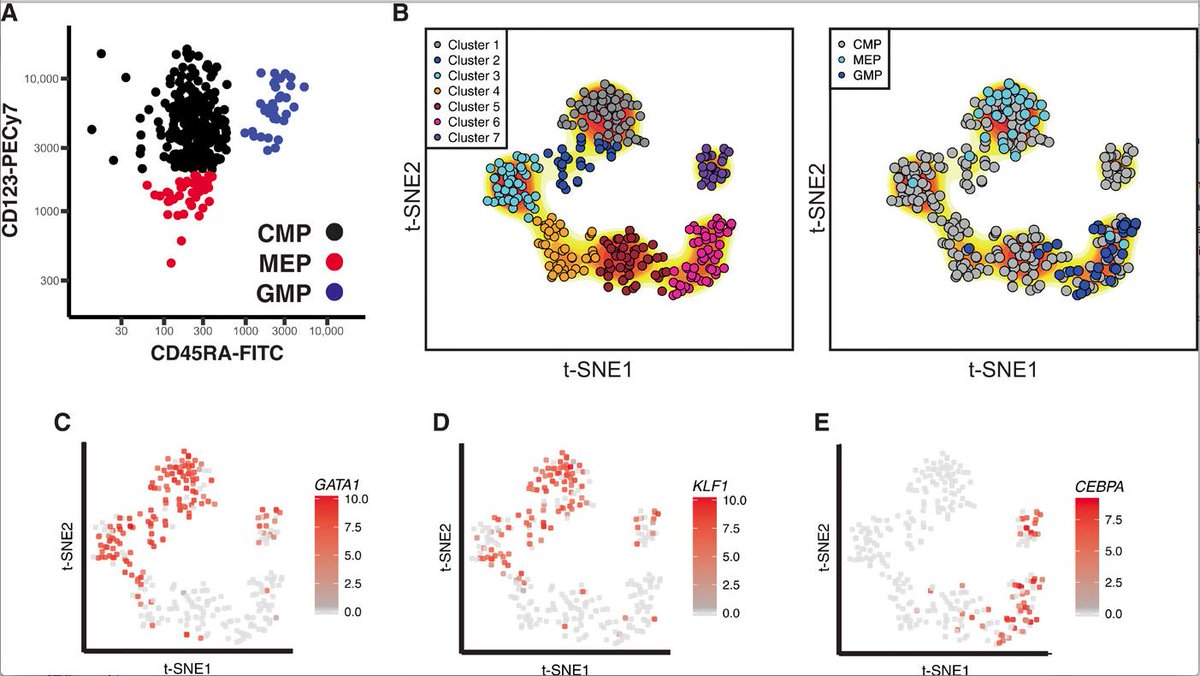 mmw_lmw's tweet photo. Human #Myelopoiesis | Distinct Progenitors for neutrophil/monocyte and mast cell/basophil/eosinophil lineages | Claus Nerlov @MRC_WIMM @SciImmunology https://t.co/tEUhXY9ak9 | #May_ReCap https://t.co/ec65jShjPv