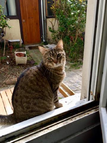 Alerte Animaux Perdu Perdu Chat Tigre Type Bengal Nomme Muta A Le Pre Saint Gervais 93 Europeen T Co 2hlxrkigjn