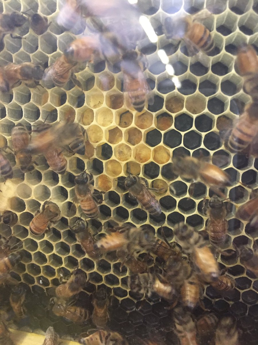 OnslowCoFarmer's tweet photo. Thanks to everyone who came out to share &amp; learn about pollinators!  What a great day at the market!!!  #OnslowCounty #MarketLife #SavethePollinators https://t.co/3hfJTMK8mp