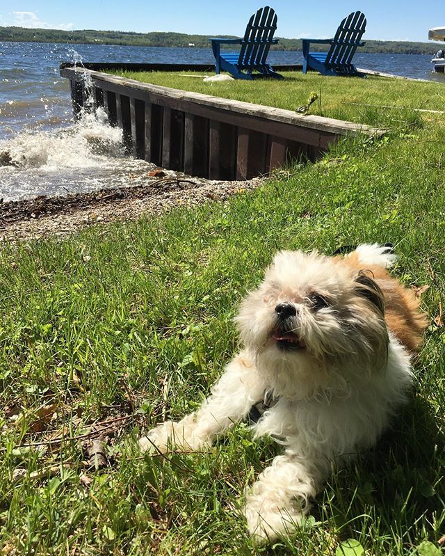 fluffernutterny's tweet photo. His first trip to the summer cottage was a great lake success. 😄🌊 https://t.co/1jBEFsBib8 https://t.co/9cOvxPEl64