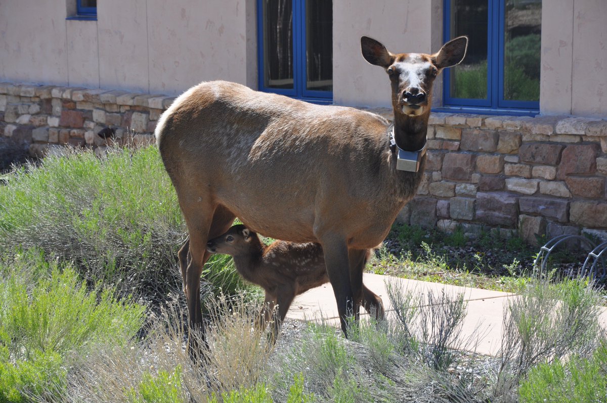 As we enter calving season, we would like to remind all our visitors: If you see a baby #elk or deer here at the park, leave them be! Chances are, mom is right around the corner, and she's not going to be real thrilled about all these strangers getting too close to junior.
