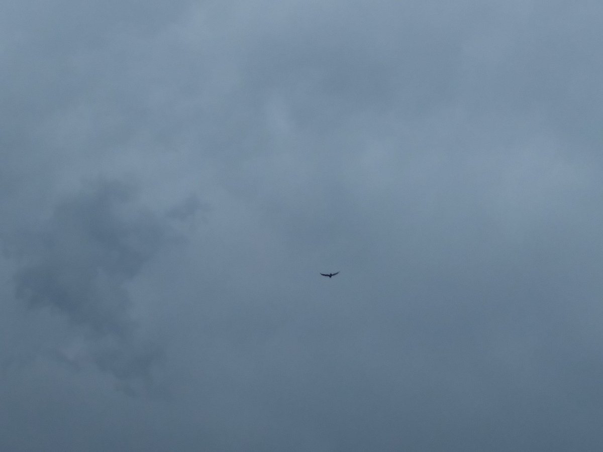 Vultures circling against the storm clouds. Not sure that's a good sign for us down here.  :O
#okwx #nature