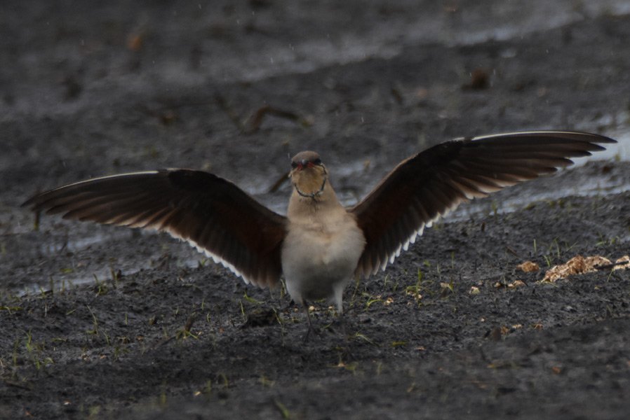 13th for Poland and 2nd this year Collared Pratincole, Glareola pratincola at Chobot, Lesser Poland today by Michał Kica.
<a href="/TarsigerTeam/">Tarsiger</a>