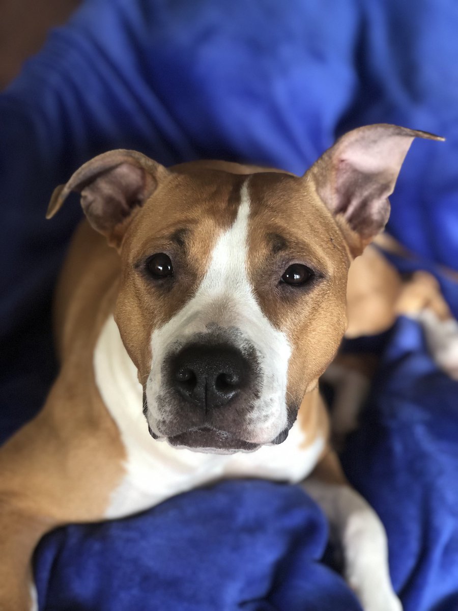 paolagorreri's tweet photo. I love Mia! ❤️🐶 #ilovemydog #amataff #amstaffitalia #mydogiscutest #supermia https://t.co/lywho86zNs