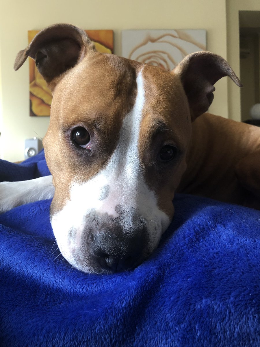 paolagorreri's tweet photo. I love Mia! ❤️🐶 #ilovemydog #amataff #amstaffitalia #mydogiscutest #supermia https://t.co/lywho86zNs
