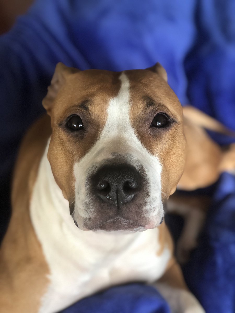 paolagorreri's tweet photo. I love Mia! ❤️🐶 #ilovemydog #amataff #amstaffitalia #mydogiscutest #supermia https://t.co/lywho86zNs
