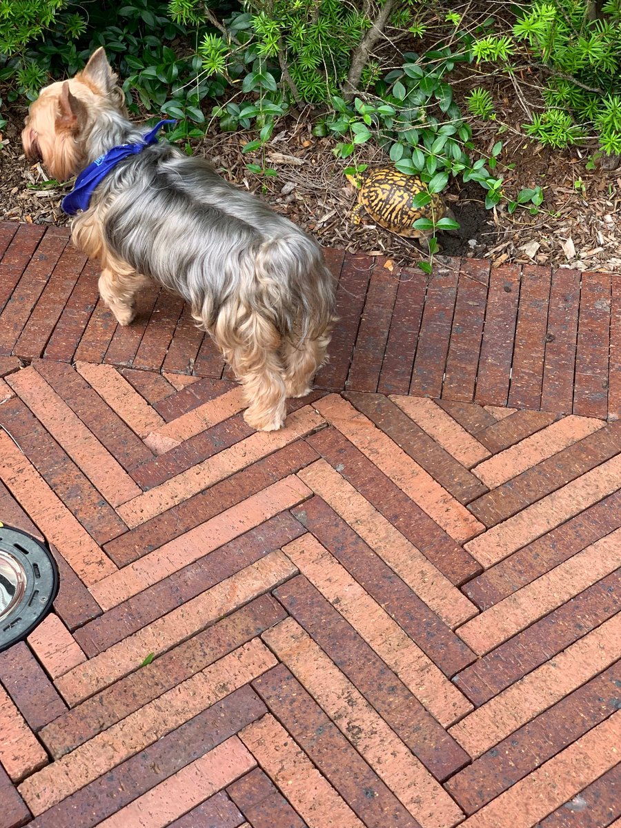 I tried to have a race with my new mate Buford the Box Turtle but it was taking all day! He was much better at ‘hide &amp; seek’- FOUND HIM!!