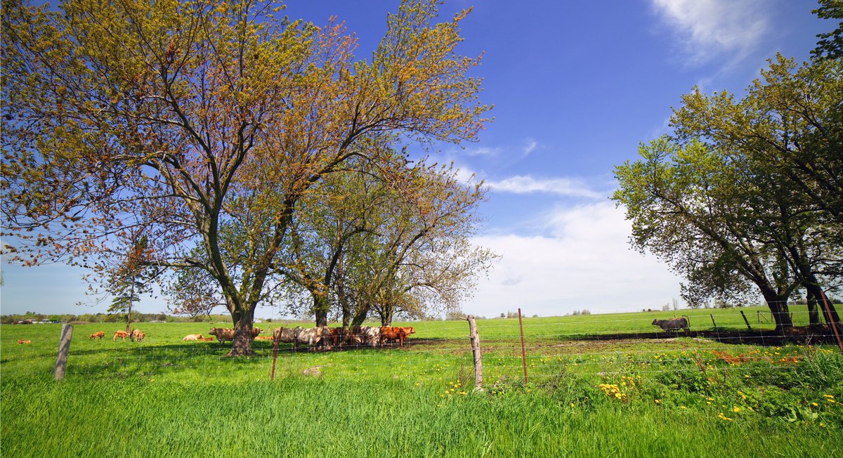 I’ll meet you halfway
#countrylife #June1st #CanadaIsBeautiful #grassyfield #cows #Ontario #rural https://t.co/ABTn2vHpUl