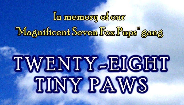 MultiGenreBooks's tweet photo. Driving behind a truck I saw the bonehead driver swiveled trying to hit a magnificent fox. Luckily, the fox was unharmed. Fourteen years ago a vixen who gave birth to seven pups in our backyard wasn't so lucky: https://t.co/TVLsH8PK2Z #ReadForAnimals #BooksByErika https://t.co/hh6iEDKGGJ