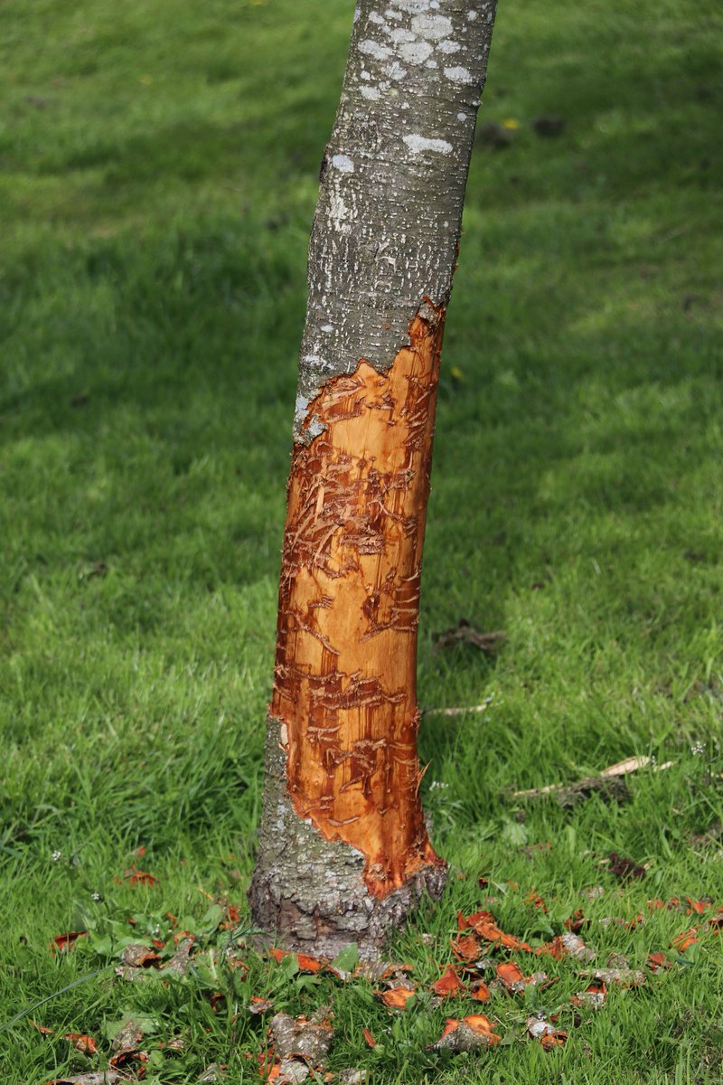 Newbridge Tidy Towns Association #DroicheadNua (@ttnewbridge) on Twitter photo Bark stripping – referred to as “girdling” when an entire ring of bark has been removed from a tree - causes irreparable damage to trees.
Sadly this tree will die and need to be replaced. 
Please do not remove bark from trees. Bark stripping – referred to as “girdling” when an entire ring of bark has been removed from a tree - causes irreparable damage to trees.
Sadly this tree will die and need to be replaced. 
Please do not remove bark from trees.