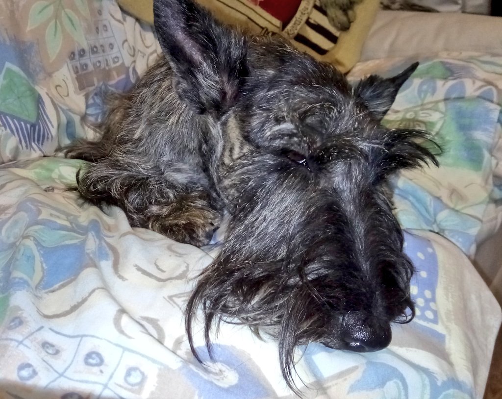 Leave me alone l'm sleeping! #scottishterrier #scotties #scottie #scottieobsessed #scottielove