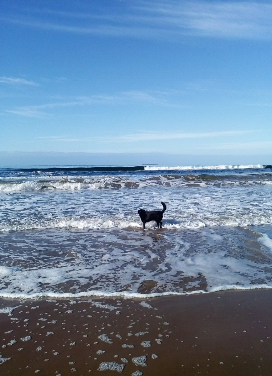 ANAMAESC's tweet photo. #estefinde Tommy, el único bañista de la playa Brava hoy de mañana. Desde Punta del Este, muy tranquilo, mirando TN. https://t.co/3PFGr3OhsM