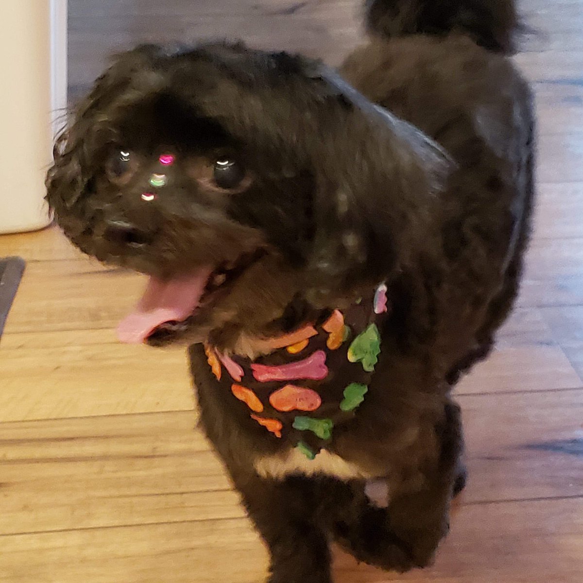 Emma_Rafter's tweet photo. My mom just picked Babette up from the groomers and sent me these pics.. they put BINDIS ON HER FACE HAHAHA https://t.co/fCqRUqQ5h3