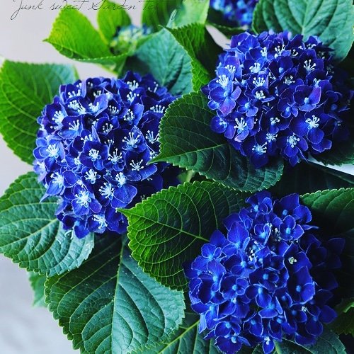 すべての美しい花の画像 ベスト50 浮気 花 言葉 すべての美しい花の画像 ベスト50 浮気 花 言葉