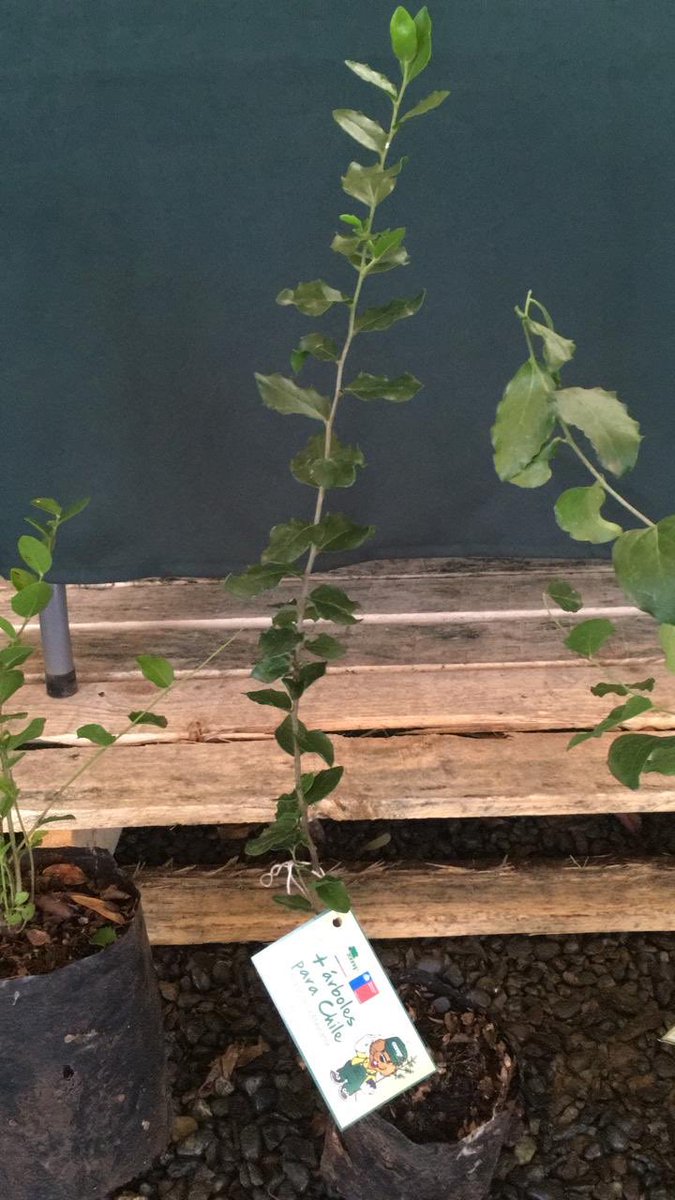 FIDA Chile tweet media