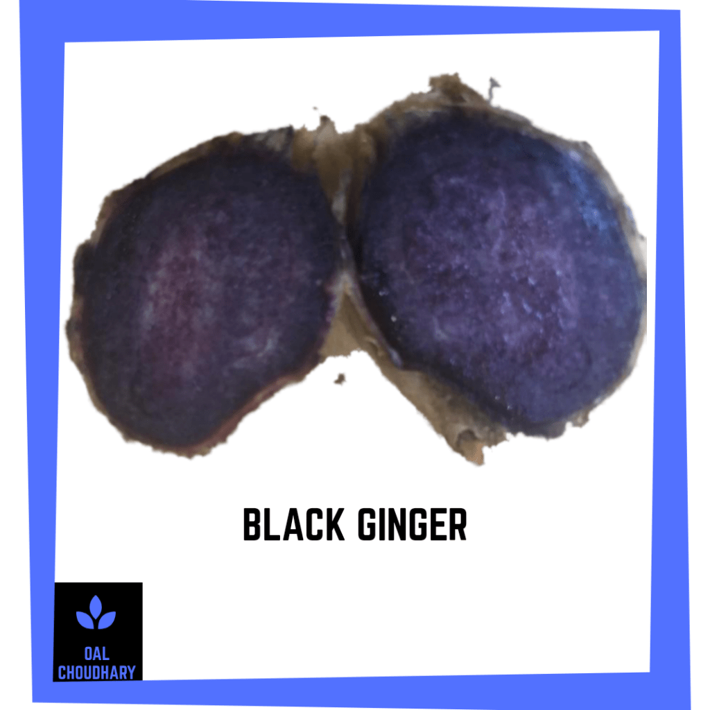 BlackTurmeric's tweet photo. Black Ginger https://t.co/mfmgDHaYjG https://t.co/QrbxLrkAFn