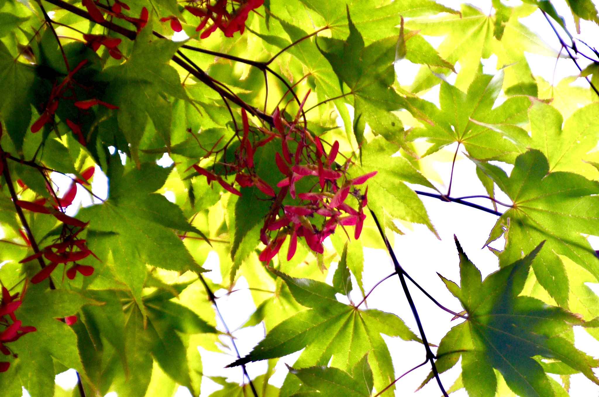 林檎 写楽道 おはようございます ˊ ˋ もみじの木を見上げたら紅い可愛らしい花が 調べてみたら種なのね モミジの花言葉 節制 遠慮 自制 大切な思い出 美しい変化 素敵な一日を 紅葉 モミジ