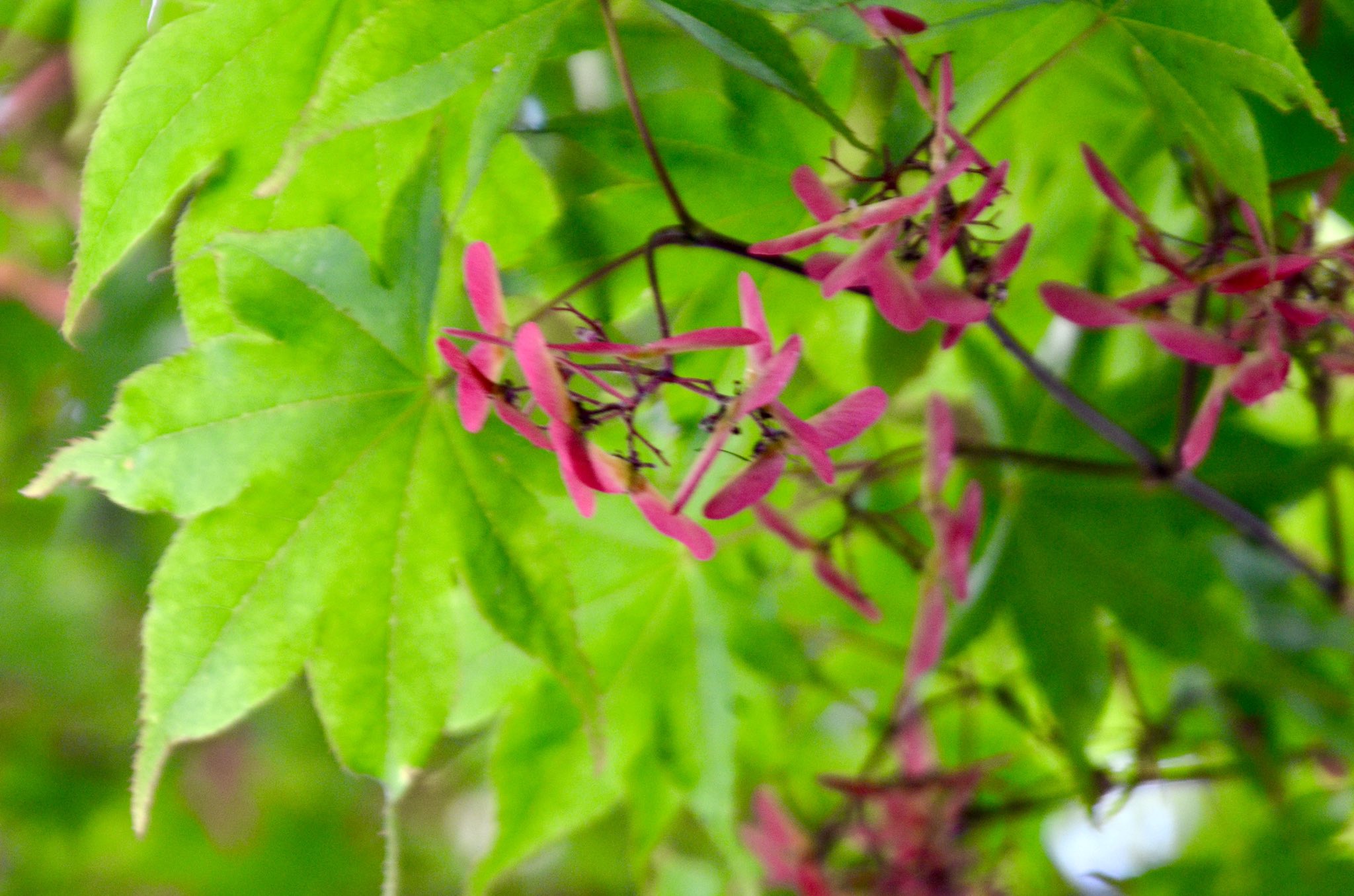 林檎 写楽道 おはようございます ˊ ˋ もみじの木を見上げたら紅い可愛らしい花が 調べてみたら種なのね モミジの花言葉 節制 遠慮 自制 大切な思い出 美しい変化 素敵な一日を 紅葉 モミジ