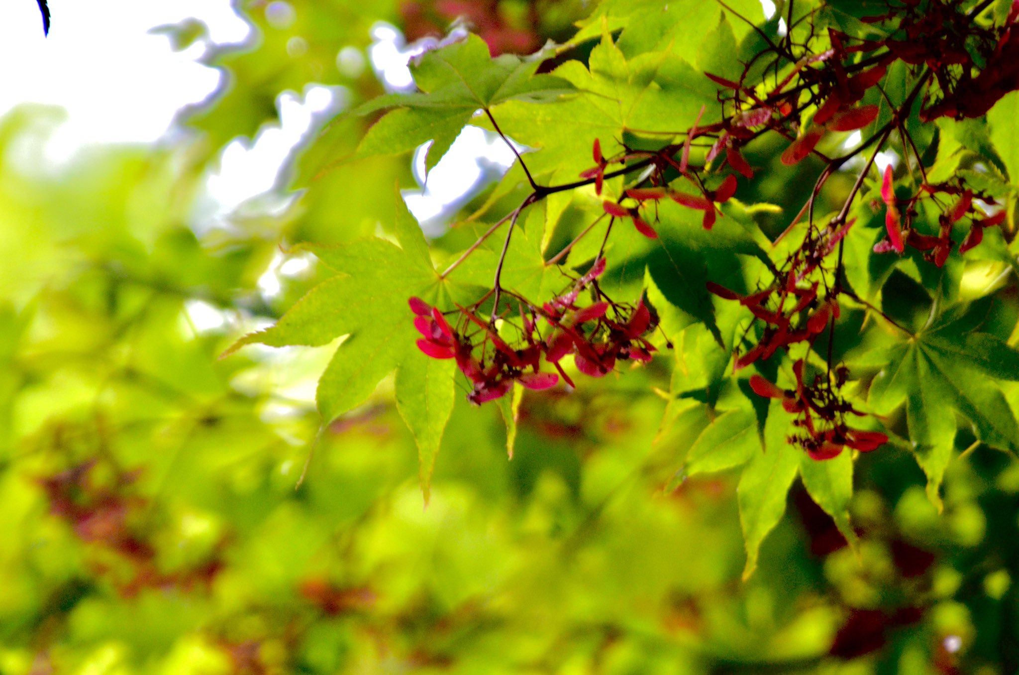 林檎 写楽道 おはようございます ˊ ˋ もみじの木を見上げたら紅い可愛らしい花が 調べてみたら種なのね モミジの花言葉 節制 遠慮 自制 大切な思い出 美しい変化 素敵な一日を 紅葉 モミジ 林檎 写楽道 おはようございます ˊ ˋ もみじの木を見上げたら紅い可愛らしい花が 調べてみたら種なのね モミジの花言葉 節制 遠慮 自制 大切な思い出 美しい変化 素敵な一日を 紅葉 モミジ