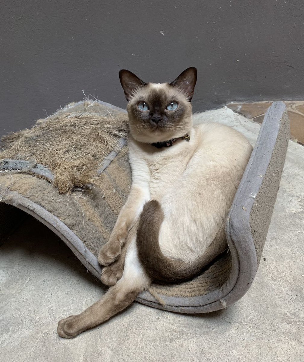 PurrrfectlyH's tweet photo. I spent #caturday on my throne—I mean my scratcher 😸👑😹💕💗💖#aylen #whatdoyouwantservant #myspot #notsharing #lazycat #catlifeishard #catmomlife #purrrfectlyholistic #tonkinese #cutekitty #catlover #wiggals #cutiepatootie #courtyardlife #catsoftwitter @BuzzFeedAnimals https://t.co/zSXoKNVX9m