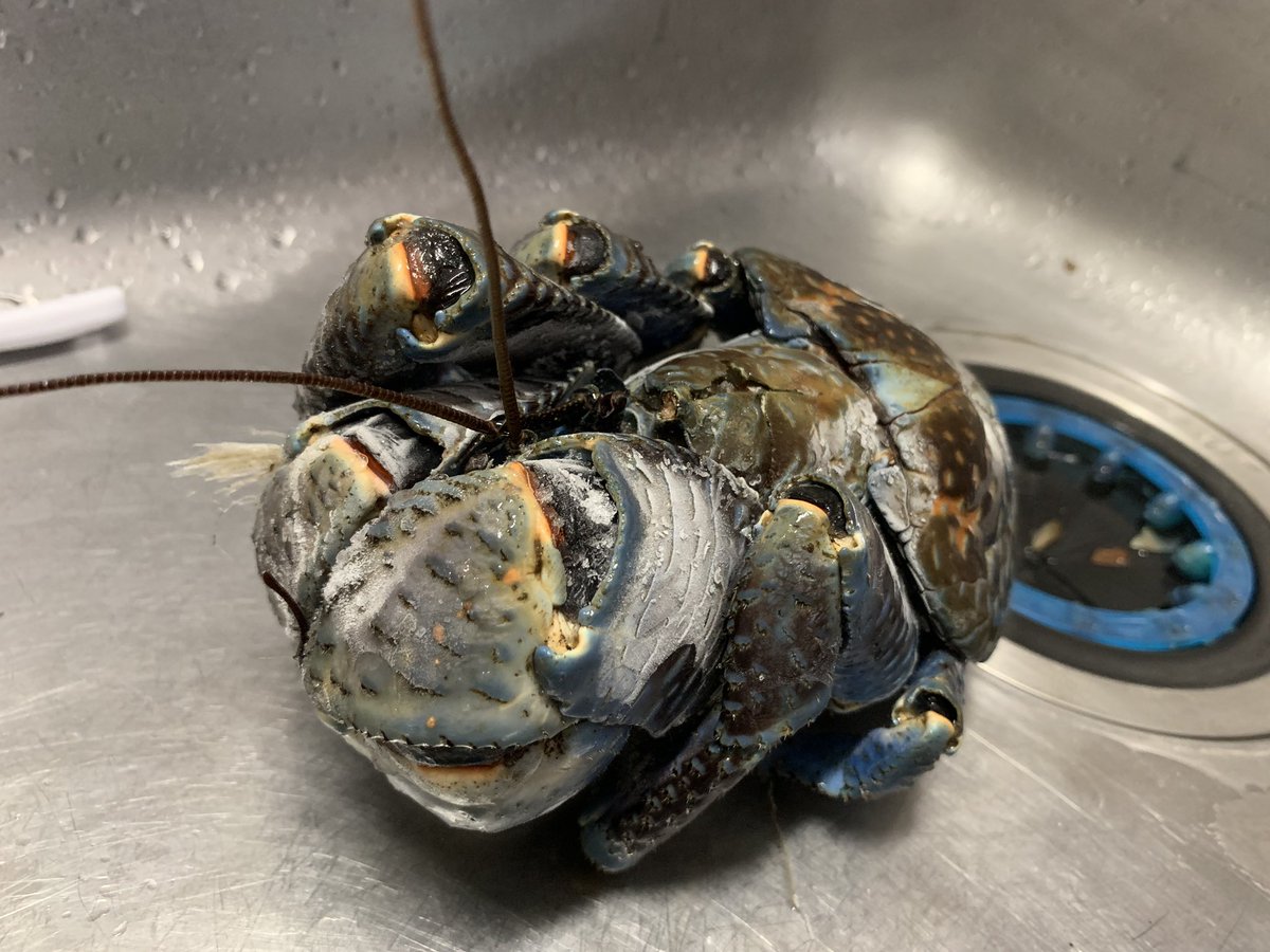 食べて死亡例あり 食べて死亡例あり