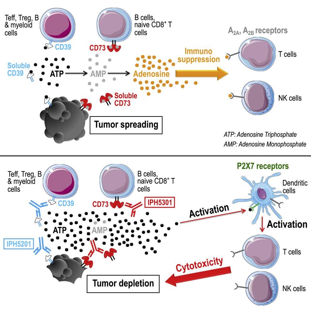 mmw_lmw's tweet photo. Combination #Cancer #ImmunoTherapies | Targeting CD39 and CD73 synergistically with Chemotherapy promotes T cell activation | Nathalie Bonnefoy @IsiteMUSE @CellReports https://t.co/M2kLNPedM3 | #May_ReCap https://t.co/GssVQAxg2n