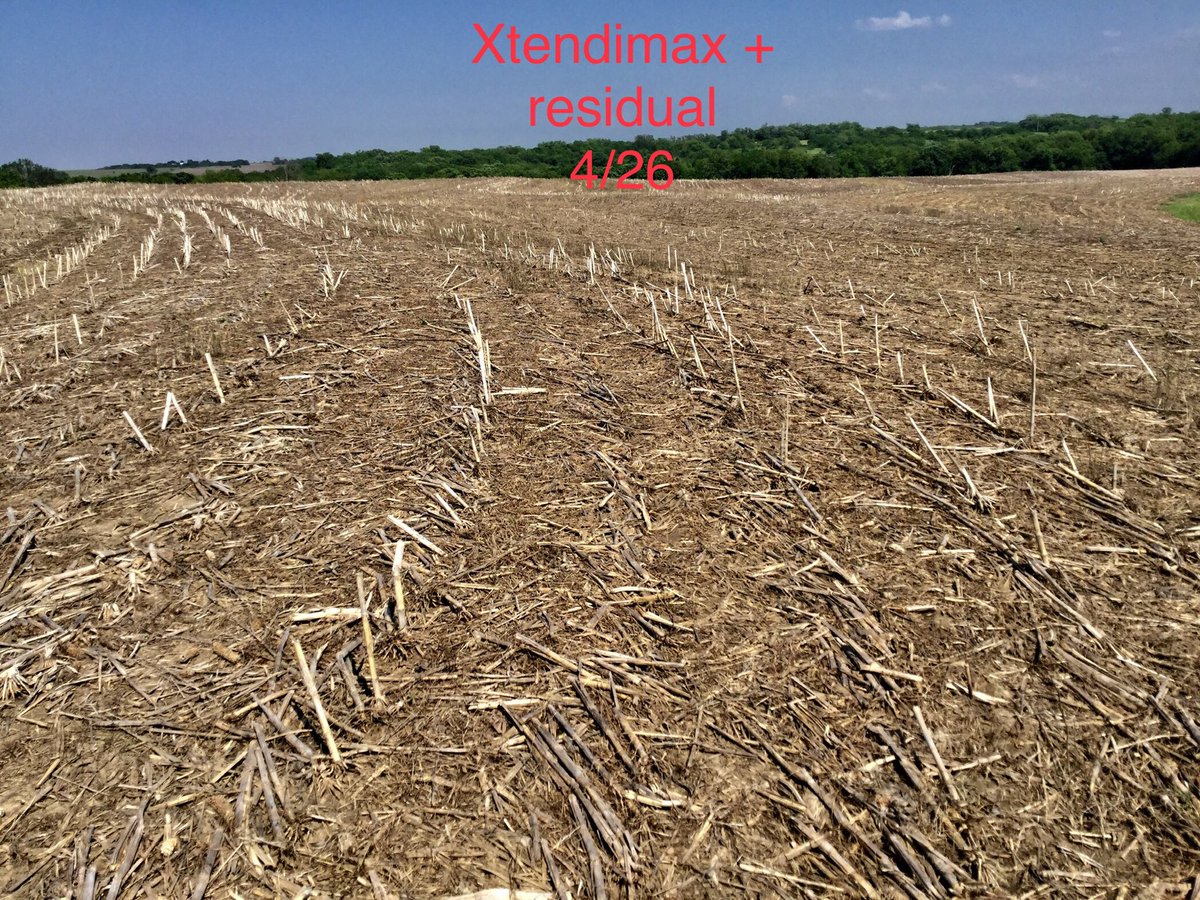 jjbunc's tweet image. Xtendimax (dicamba) will control marestail in soybeans.
Burn down applied 4/26
Pics taken today...6/1