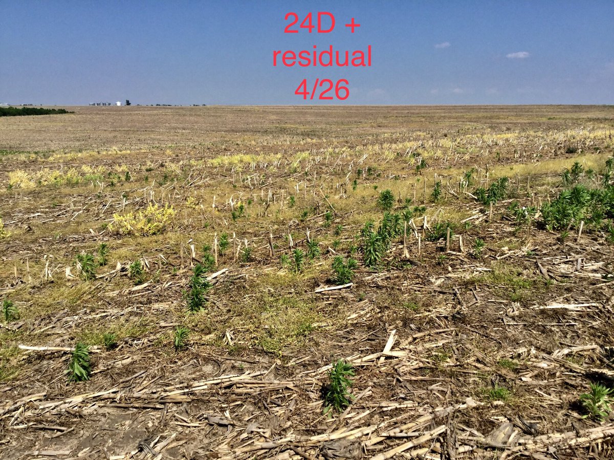 jjbunc's tweet image. Xtendimax (dicamba) will control marestail in soybeans.
Burn down applied 4/26
Pics taken today...6/1