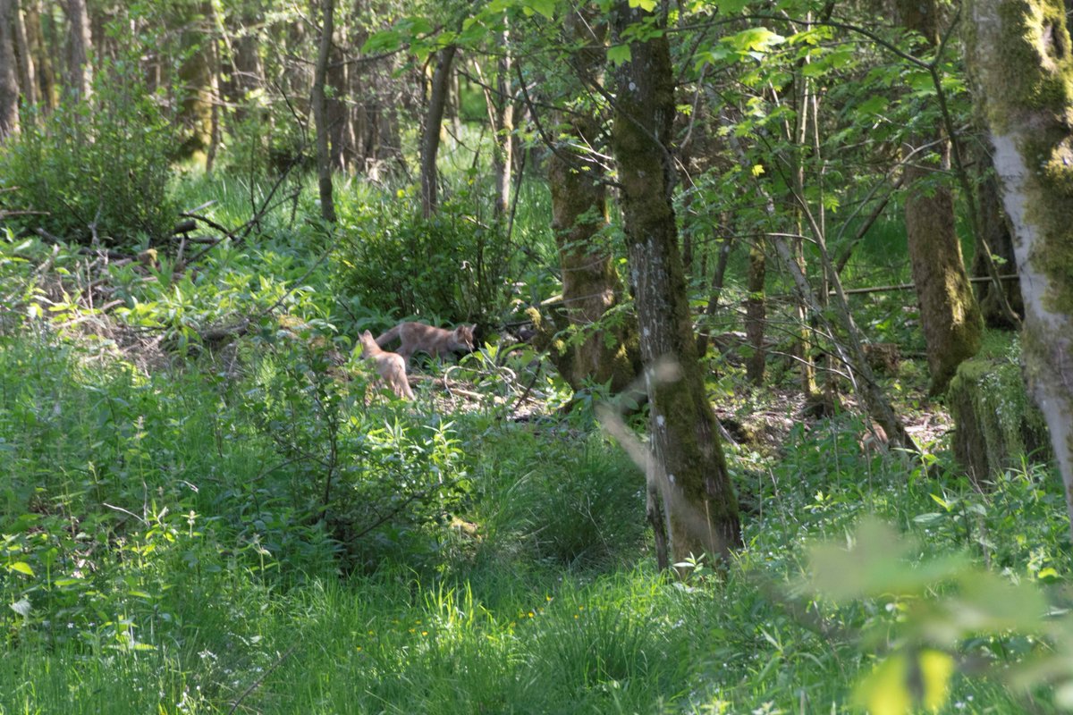 GlatzerElke's tweet photo. Die #Eifel ist so schön, und ich danke @JafreNa , @WanderBlog , @gormdearg , @HikeAndSeekApp für die wunderschönen Fotos vor einigen Stunden. Ich war an der Oberen #Urft bei Dahlem, sah: Storch, Füchse, Rotmilan, Aurorafalter, Biber, Fluzeuge, Gleitschirmflieger, Flak-Stellung https://t.co/Lk0nWicmcL