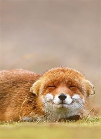This fox has the cutest smile ever
#cuteanimals #animalshots #Petslovers #petscorner