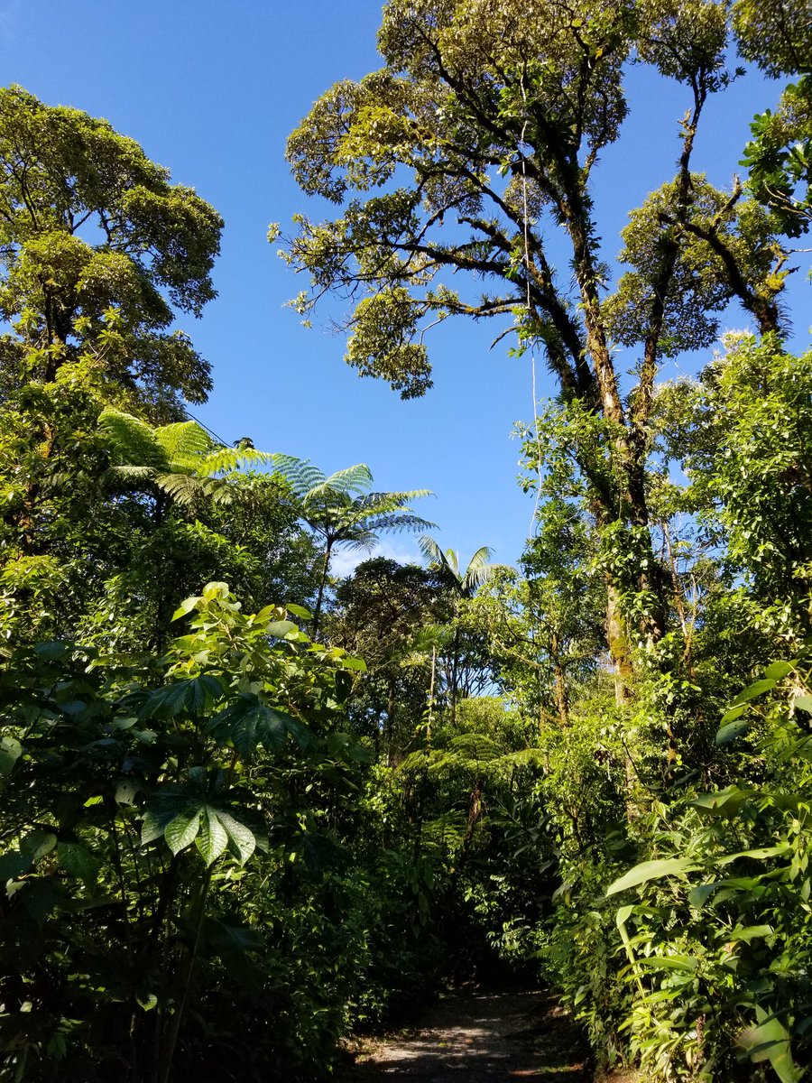 e_shogren's tweet photo. It is the rainy season at #PNVolcΓ‘nTenorio, but mornings like this are totally worth getting drenched a few hours later! #DancingInTheRain #BoyleLab #KStateBio https://t.co/tBz2Xw2mNB