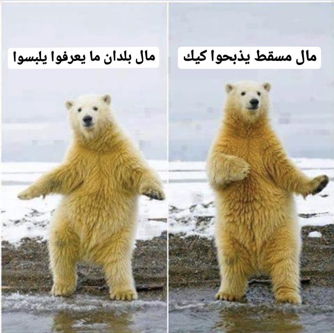 ubbsjsjuuusop's tweet image. #مال_مسقط vs #مال_بلدان 😂😂ماشي جديد كل سنة نفس الموال