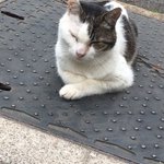 ツイートに含まれる画像