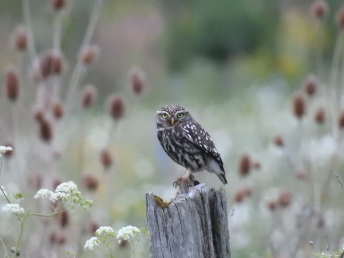 Alwyn_Craven's tweet photo. A Little Owl finally posing for me at Home Farm.  It was followed by a cacophony of Blackbird alarm calls where ever it went @YorkBirding @YorksWildlife @UKLittleOwls https://t.co/UIBKX8LPL1
