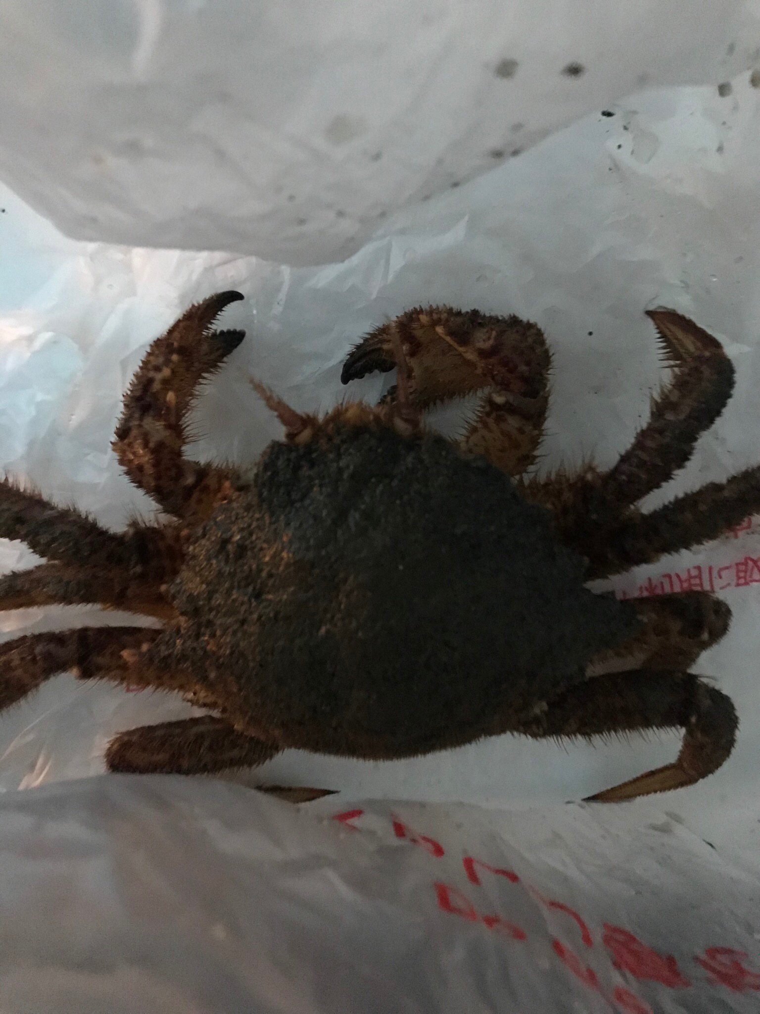 山根健一 ご近所のイケメンの旦那さんとレッスンとレッスンの合間に イカ釣り に行ってカニ釣ったどー ググったら名称 クリガニ 毛ガニの親戚らしく毛ガニはクリガニ科とか 鮮度が命で本州ではなかなか流通しない美味ガニとの