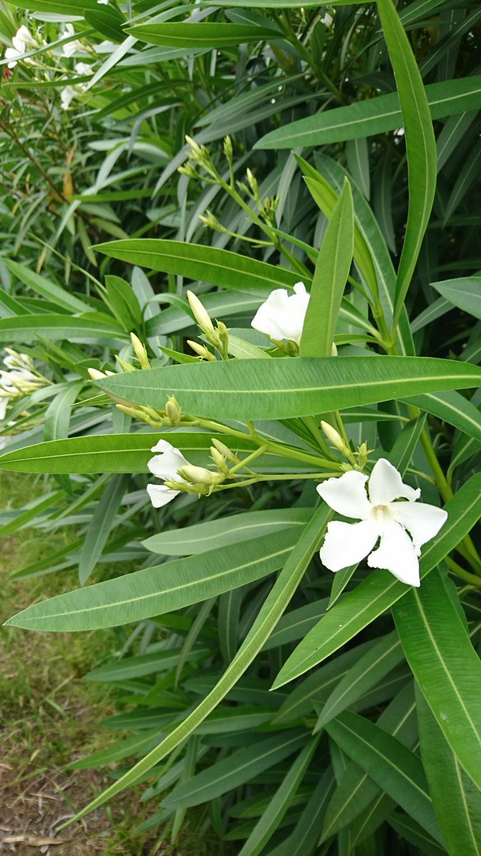 注意喚起 qの季節 割と見るこの植物を串にするのは絶対にngという話 Togetter