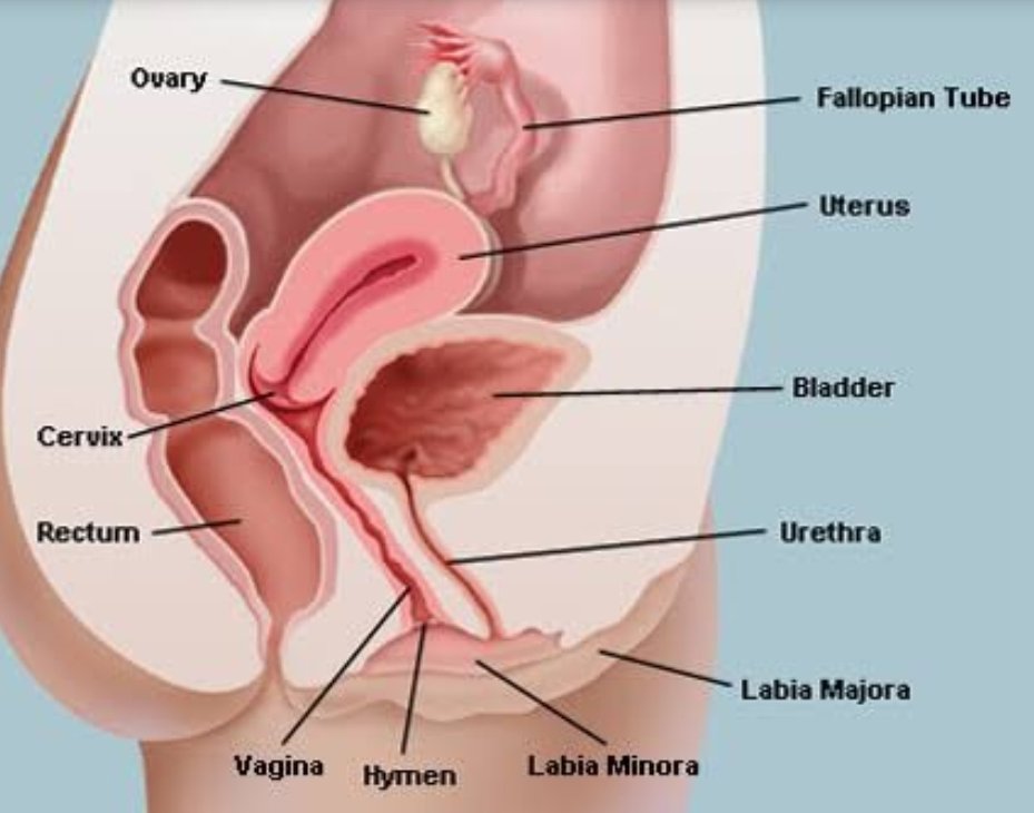 AangAirbander's tweet photo. Anatomi öğrenip öyle tag açın bari, kimse üzerinde bikini varken de yokken de, durduğu yerde vagina falan gösteremez zaten. Ülkede o kadar sorun var siz kalkmış "kadın şöyle kadın böyle". Sizlerle aynı havayı soluyor olmaktan bile utanıyorum. #KadınVajinasınıGösteremez https://t.co/UyCGwH1e1d