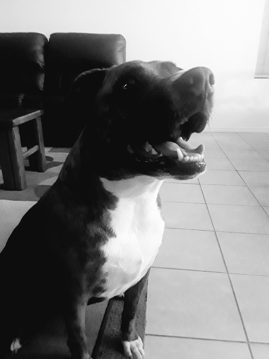 MrBlue505's tweet photo. #dogsoftwitter https://t.co/znZ2WqkgAi
