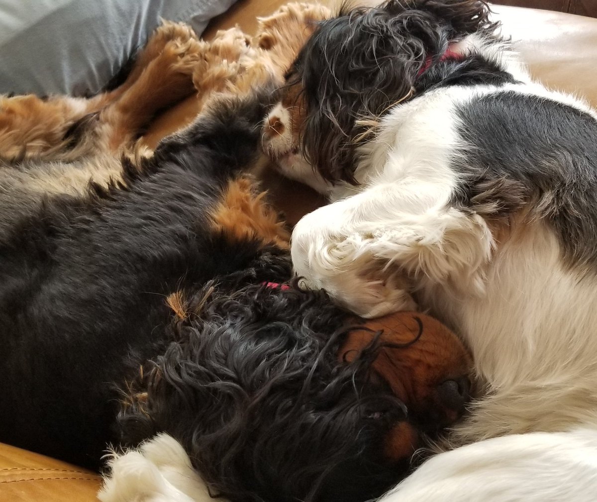 PupHenryHercule's tweet photo. After a morning in the garden:
Puppy Pile!
#dogs #DogsOfTwitter #YinYang https://t.co/sOwGG5RBkU