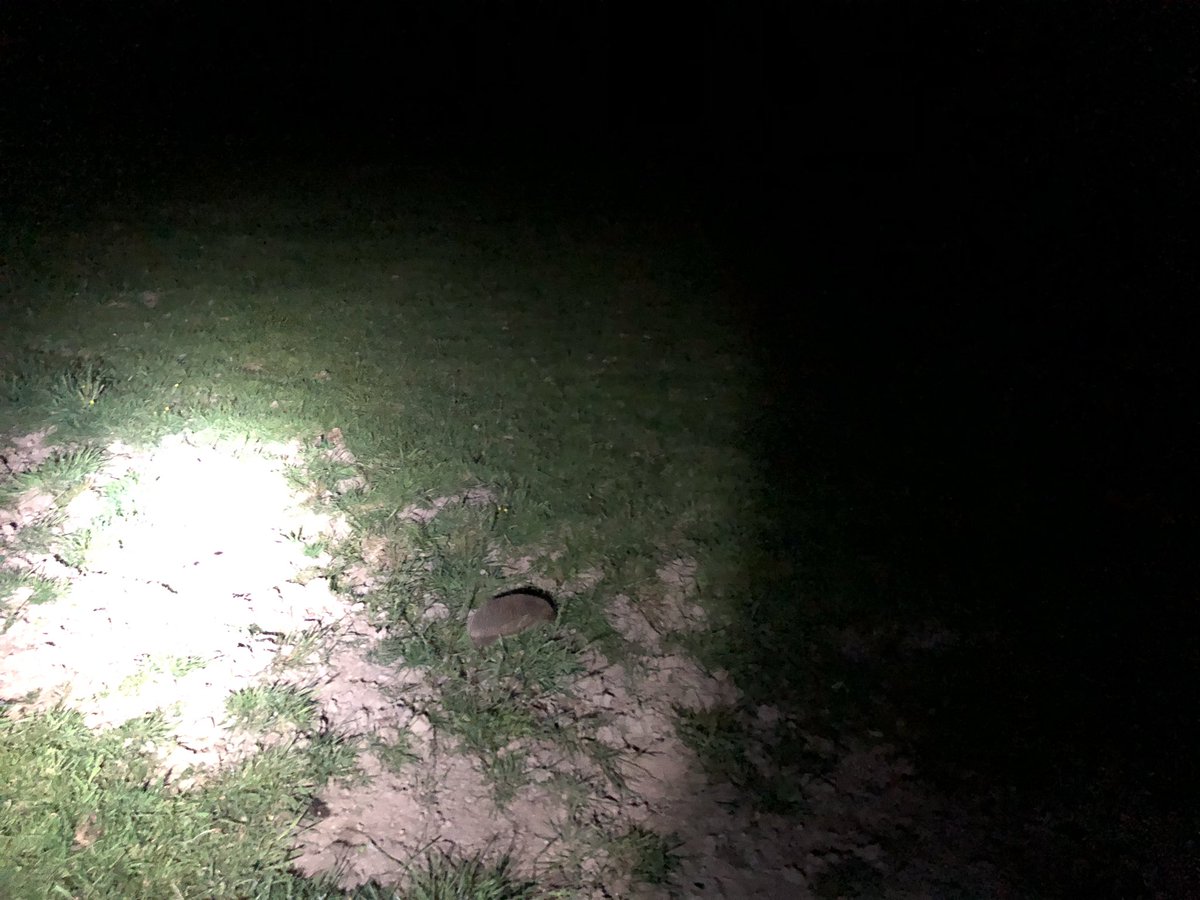 newlandfarm's tweet photo. Brilliant sight #teamHedgehog #CalvingCows #NightChecks #FarmingAfterDark https://t.co/x682NlzGz7