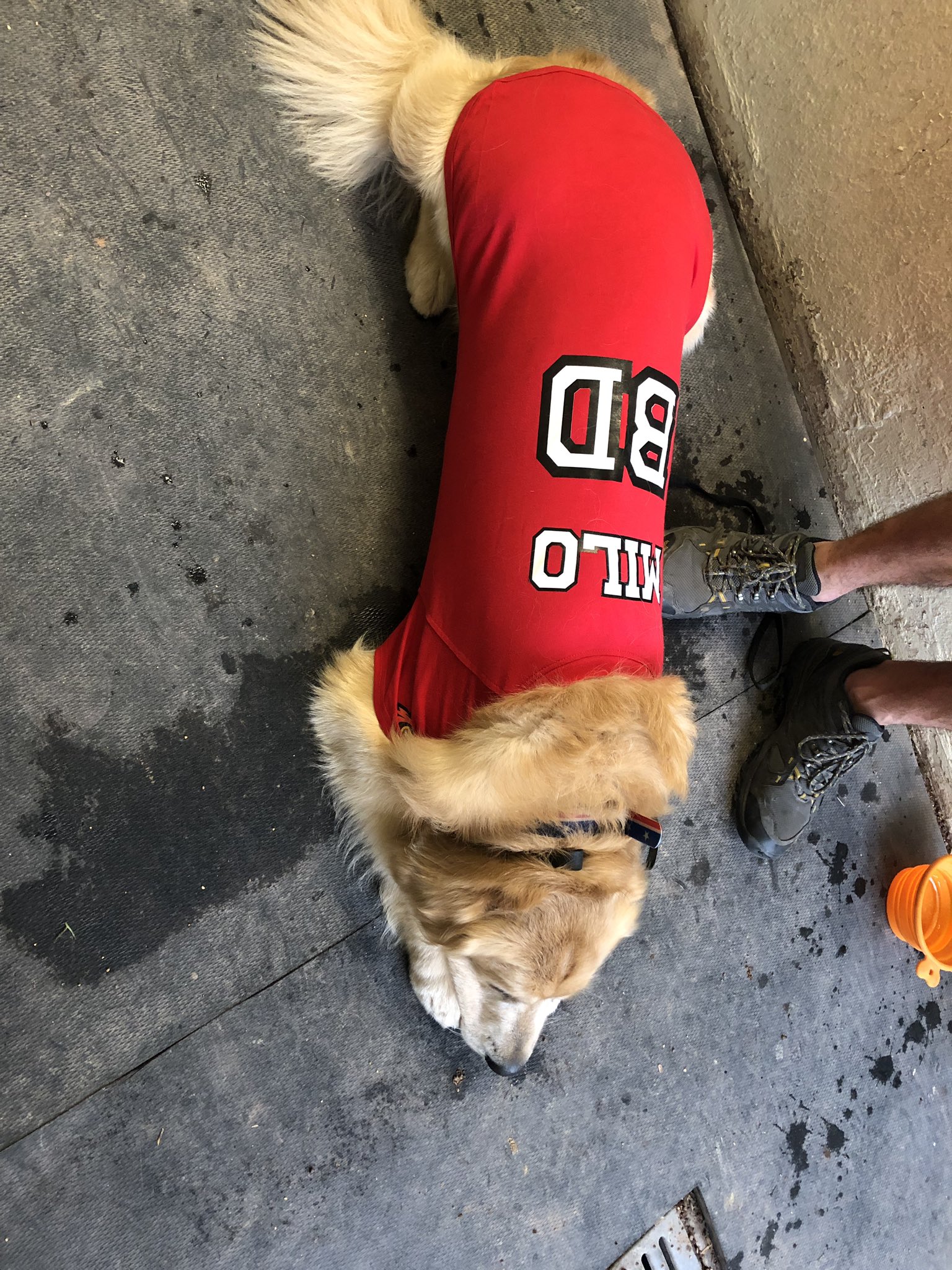 red wings dog jersey