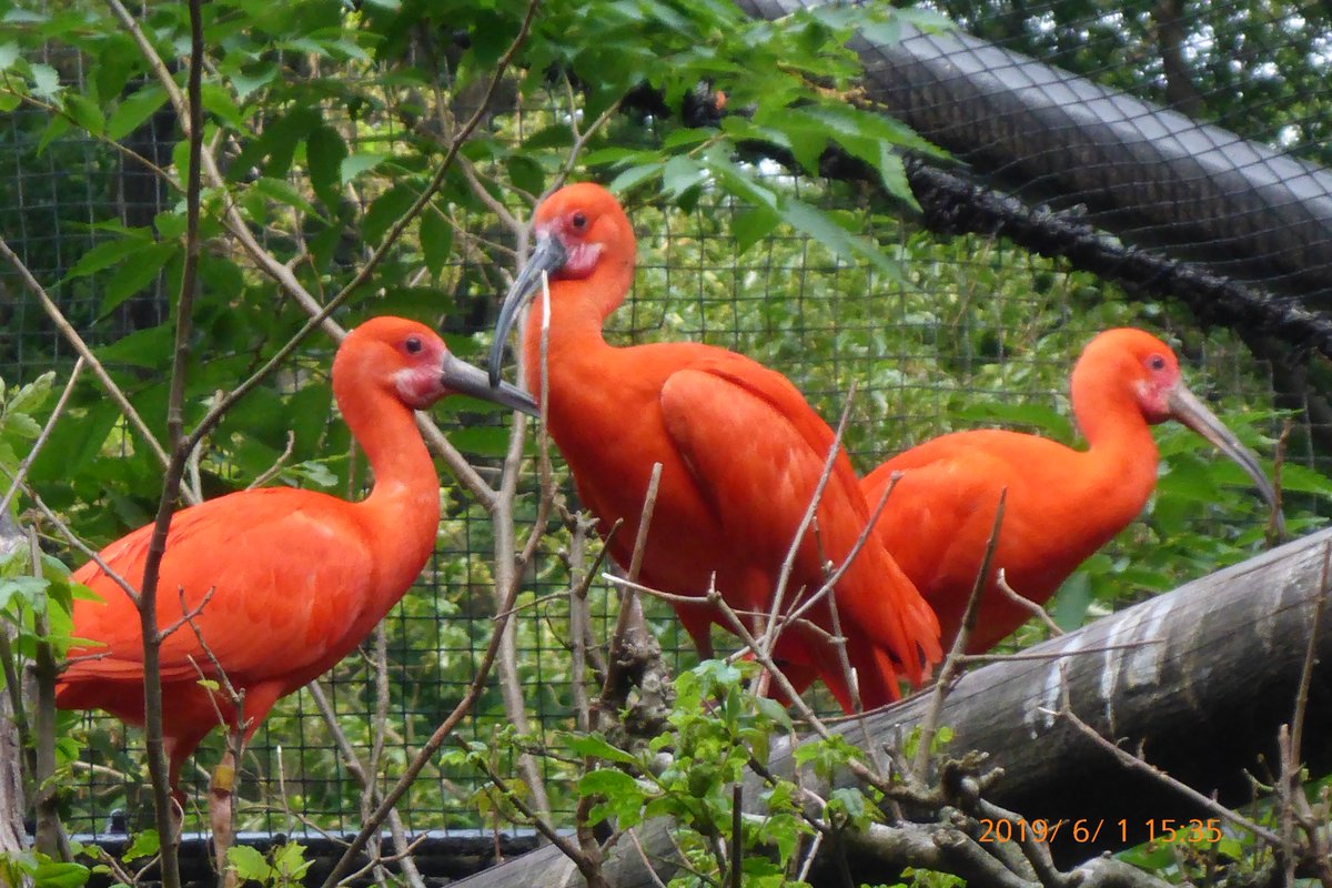 多摩動物公園 公式 בטוויטר 水鳥池周辺で見られる真っ赤なショウジョウトンボのオス メスは橙色 しょうじょう 猩猩 猩々 は 能の演目 猩猩 の役者の装束などが赤色 であること あるいは 中国の想像上の動物 猩々 の毛が赤いことから赤い色の意味 多摩 多摩動物公園 公式 בטוויטר 水鳥池周辺で見られる真っ赤なショウジョウトンボのオス メスは橙色 しょうじょう 猩猩 猩々 は 能の演目 猩猩 の役者の装束などが赤色 であること あるいは 中国の想像上の動物 猩々 の毛が赤いことから赤い色の意味 多摩