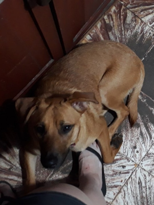 Adry1BC's tweet photo. Tercera noche y Flor (perdida en Tucumán) no aparece lamentablemente. Seguiremos buscando, alguien tiene que haberla visto. Gracias por la difusión, les agradezco un montón. Por favor, cualquier cosa me avisan por acá. Su mamá humana tiene el celu a full pero no aparece. Gracias https://t.co/LQwrNwlKuE