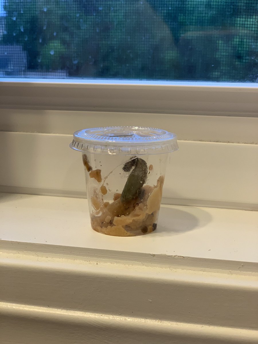 1standTenn's tweet photo. My little friend is forming its chrysalis!!! @KCSScience #KCSsummerscience https://t.co/mmwI4yDPg4
