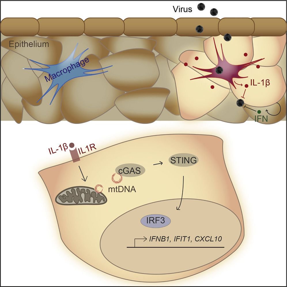 mmw_lmw's tweet photo. #cGAS_STING Innate Pathway | #Interleukin_1β Induces #mtDNA release to activate innate signaling | Michael Gale Jr @WUSTLmed @MolecularCell https://t.co/rdfaZ1CaZ4 | #May_ReCap https://t.co/Oj3zy3hHft