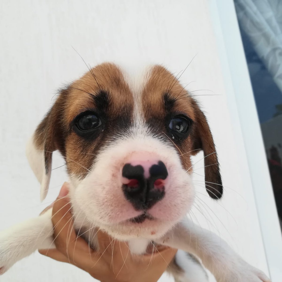 nan_igu's tweet photo. #AdoptADog https://t.co/vDmwJfzKjB